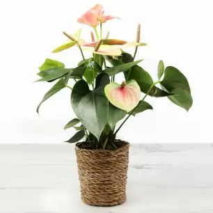 Pink Anthurium in a Basket