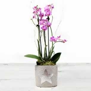 Christmas Pink Orchid in a Pot