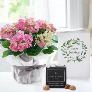 Gift Wrapped Pink Hydrangea Plant, 12 Truffles & Birthday Card