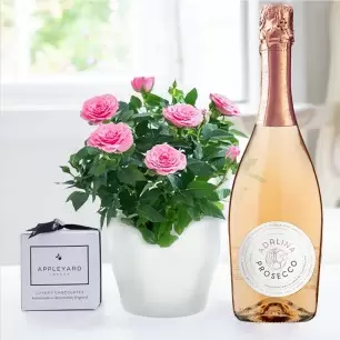Pink Rose Plant, Prosecco Rosé & 6 Mixed Truffles