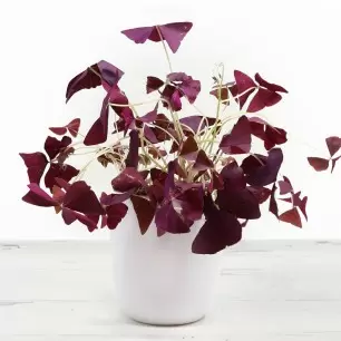 Red Oxalis in a White Pot