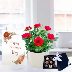 Red Rose Plant, 9x Luxury Chocolates & Mother's Day Card