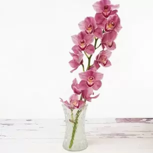 Pink Cymbidium Orchid