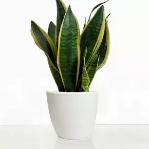 Snake Plant in A Pot
