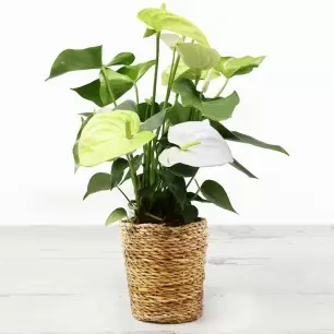 White Anthurium in a Basket