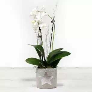 Christmas White Orchid in a Pot