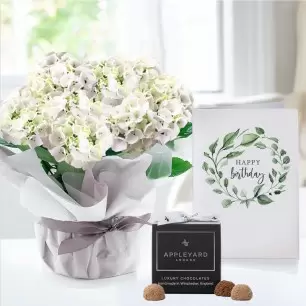 Gift Wrapped White Hydrangea Plant, 12 Truffles & Birthday Card
