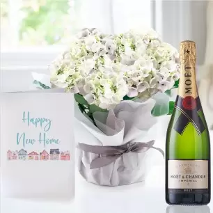 Gift Wrapped White Hydrangea Plant, Moët & Chandon & New Home Card