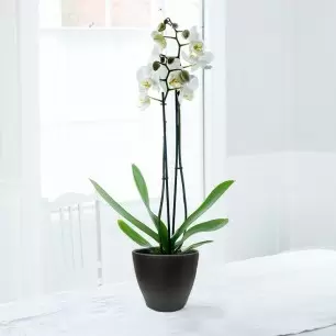 White Phalaenopsis Orchid in a Pot