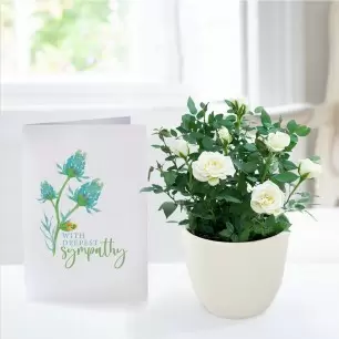 White Rose Plant in Pot & Sympathy Card