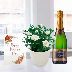 White Rose Plant, Dericbourg Champagne (75cl) & Mother's Day Card