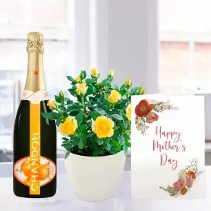 Yellow Rose Plant, Chandon Spritz (75cl) & Mother's Day Card