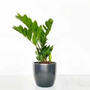 ZZ Plant in a Pot