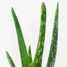 Aloe vera in Ceramic Pot