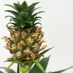 Pineapple Plant in a Pot