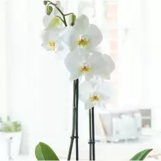 Gift Wrapped White Phalaenopsis Orchid