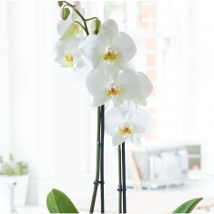 White Orchid In Pot