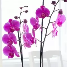 Pink Phalaenopsis Orchid in a Pot
