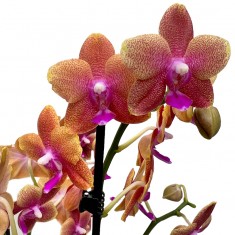 The Florida Sunset Orchid