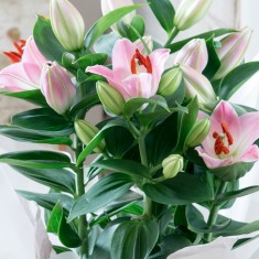 Gift Wrapped Lily Plant