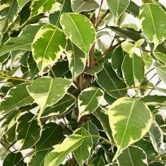 Large Ficus Benjamina (100cm)