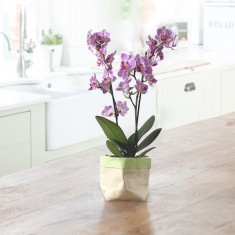 Letterbox Orchid