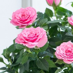 Pink Rose Plant