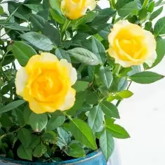 Yellow Rose Plant in a Pot