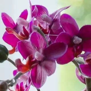 Artificial Magenta Orchid