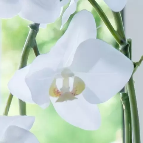  Artificial White Phalaenopsis