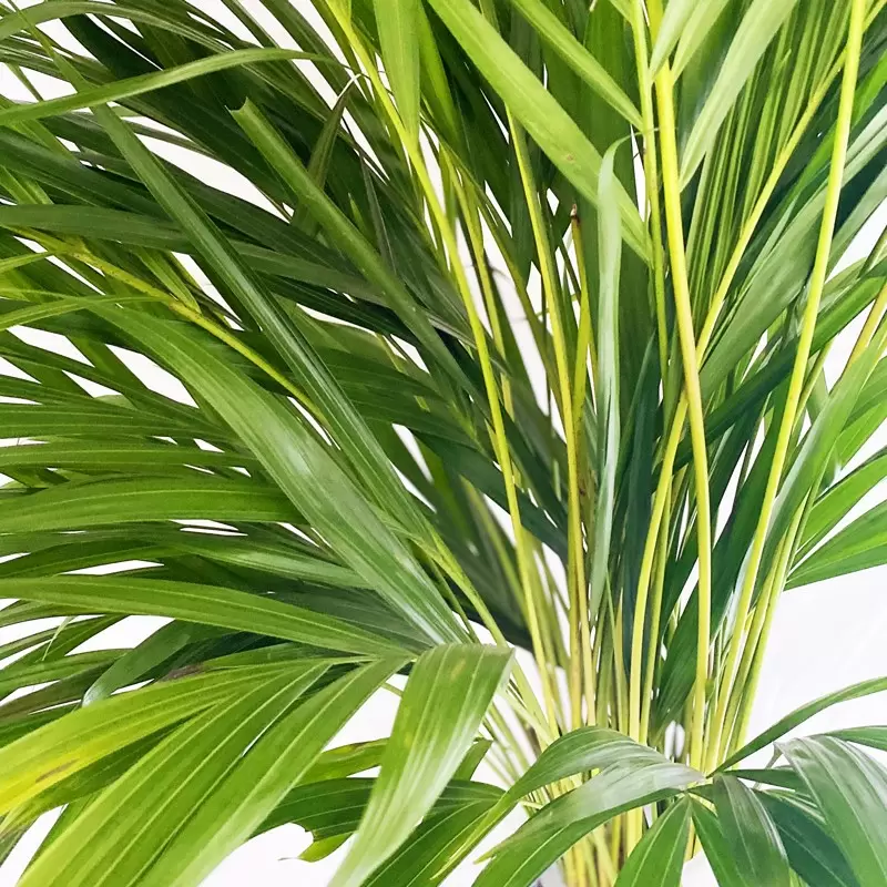 Large Areca Palm (100cm)