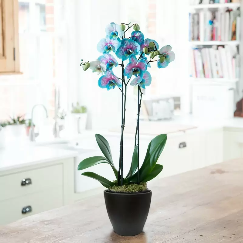Valentine's Blue Orchid In Pot