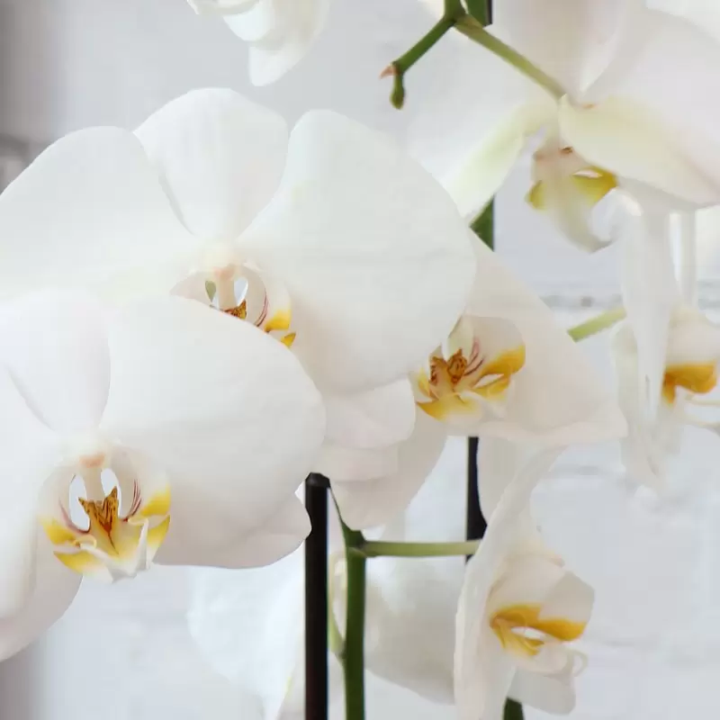 Cambridge Phalaenopsis Orchid in a White Pot