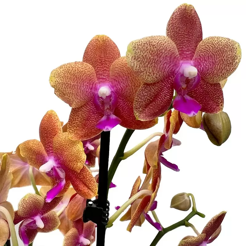 The Florida Sunset Orchid in a Pot
