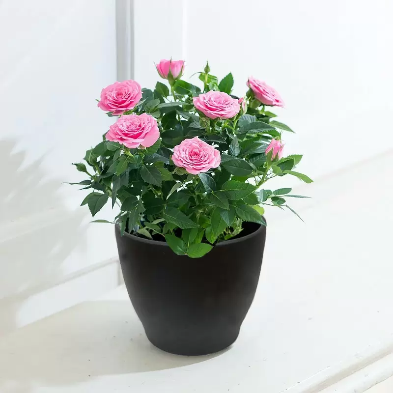 Pink Rose Plant in a Pot