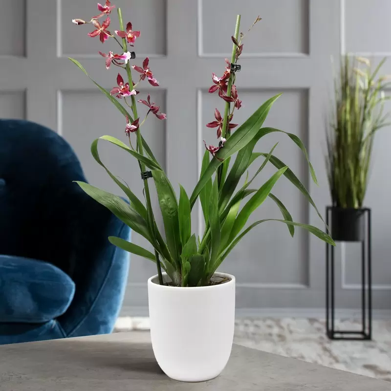 Red Cambria Orchid in a White Pot