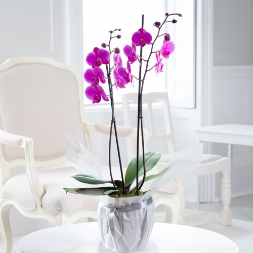 Orchids | Orchid Flower Bouquets