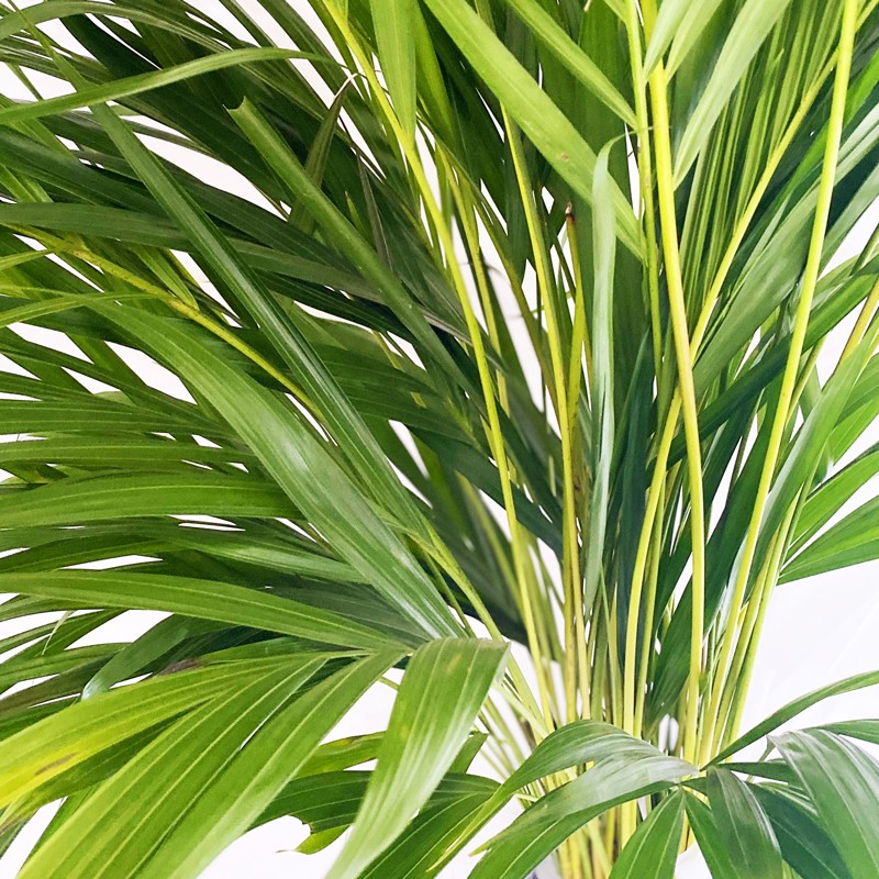 Large Areca Palm 100 110cm Large Areca Palm 100 110cm