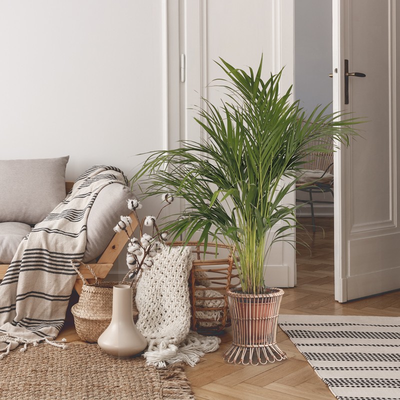 Large Areca Palm 100 110cm Large Areca Palm 100 110cm
