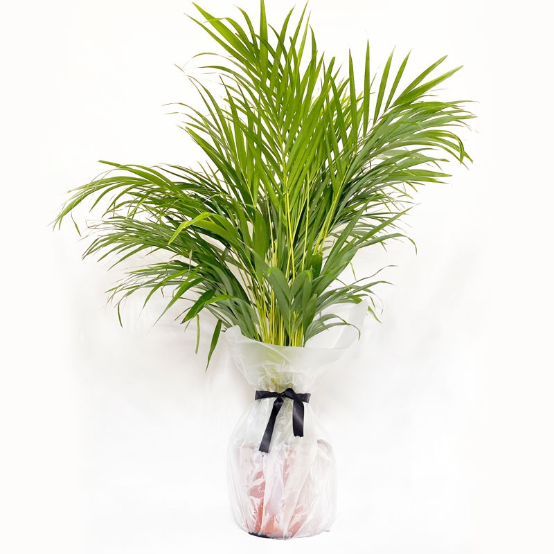 Large Areca Palm 100 110cm Large Areca Palm 100 110cm