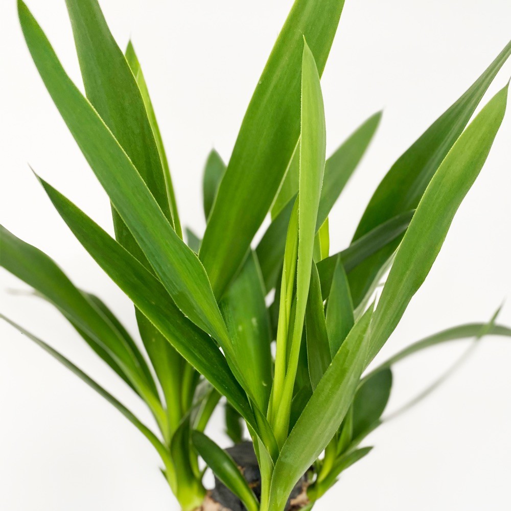 Yucca House Plant