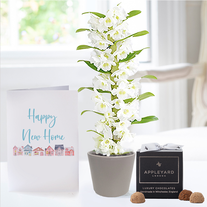 White Scented Dendrobium Orchid in Pot, 12 Truffles & New Home Card - Orchids - Next Day Plant & Gift Delivery UK - Appleyard London