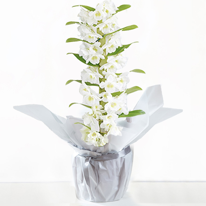 Gift Wrapped White Scented Dendrobium Orchid image