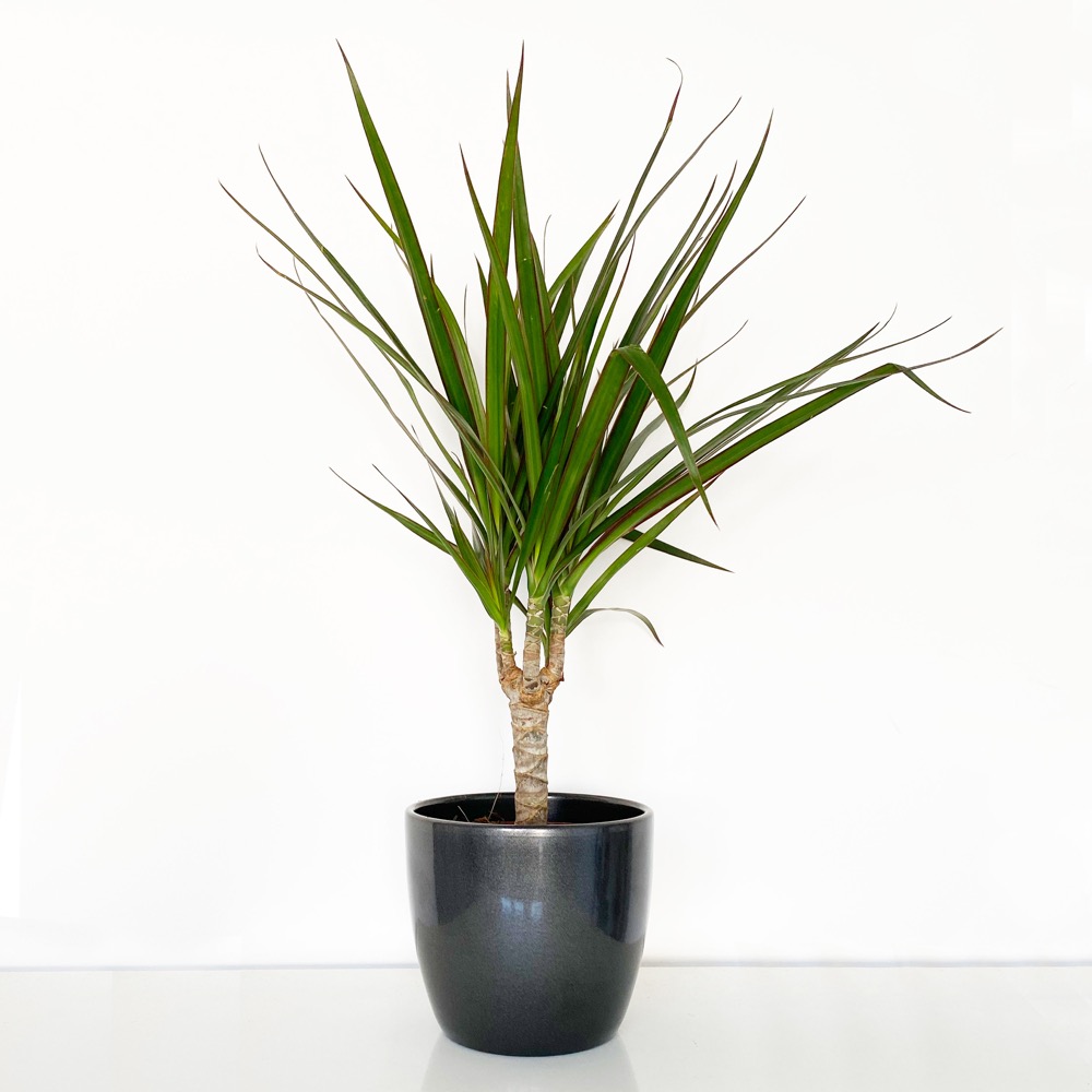 Dracaena Marginata in a Pot image