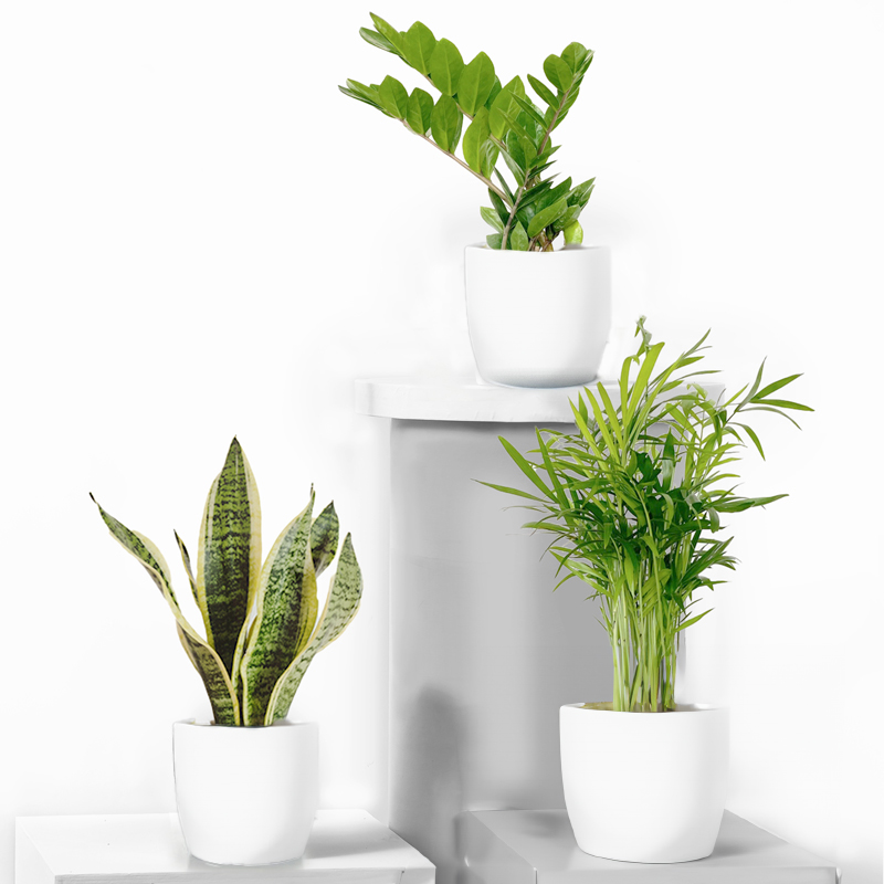 Easy Care Plant Trio with Pots