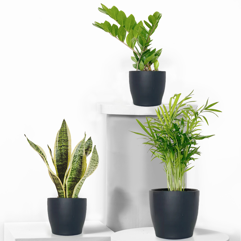 Easy Care Plant Trio with Pots image