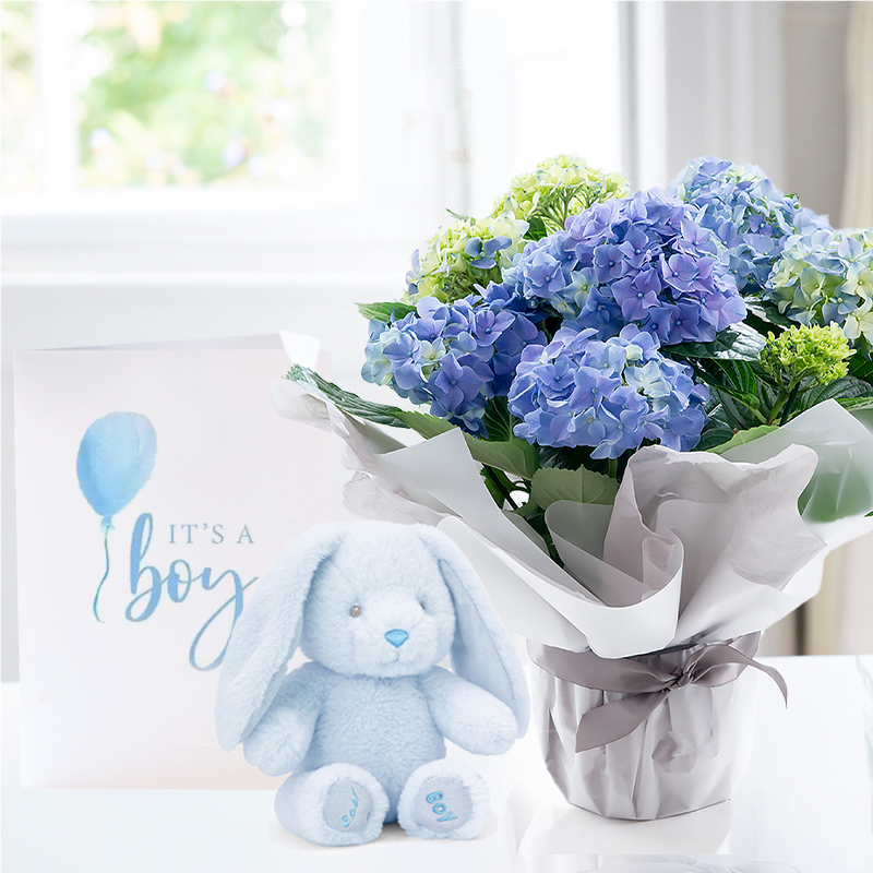 Gift Wrapped Blue Hydrangea Plant, Blue Bunny & Baby Boy Card