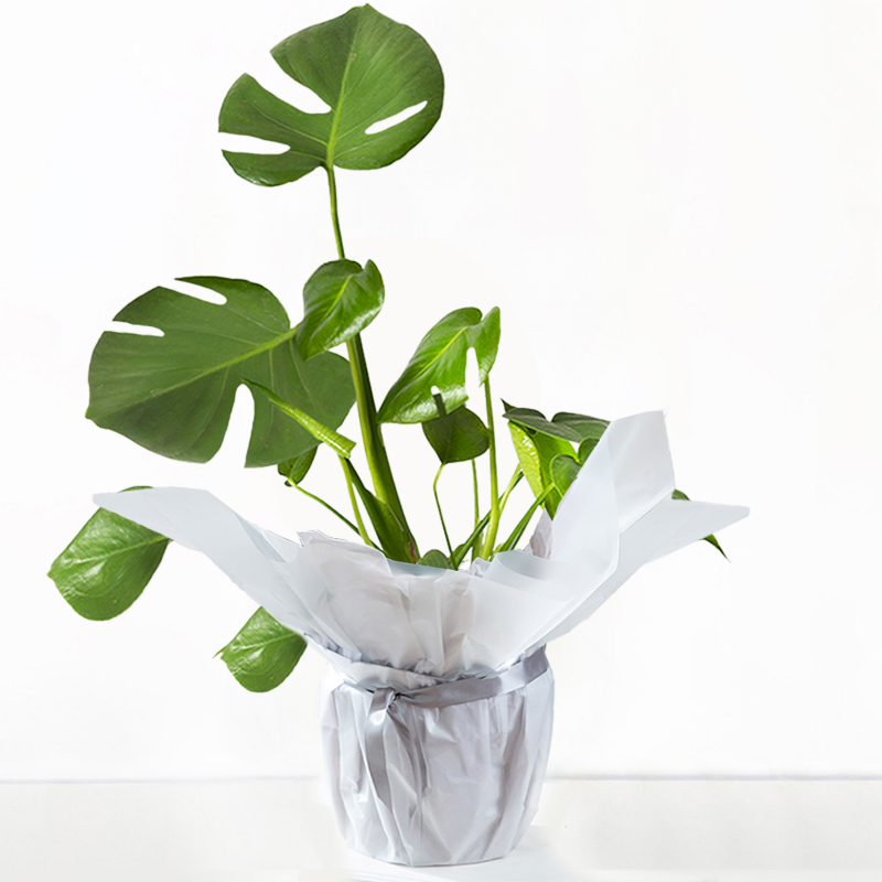 Gift Wrapped Monstera Adansonii image