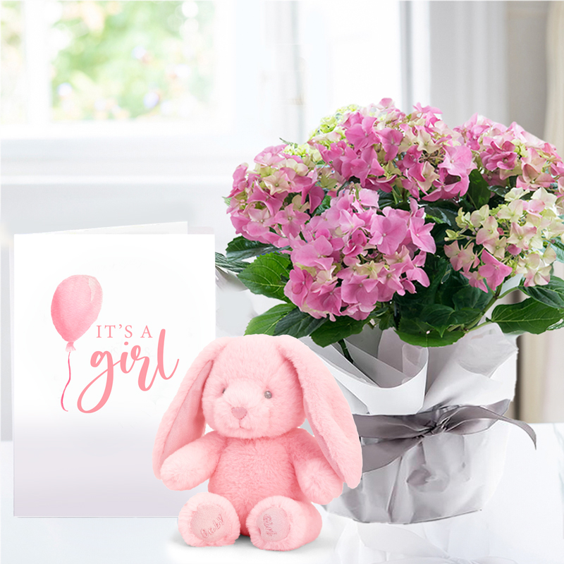 Gift Wrapped Pink Hydrangea Plant, Pink Bunny & Baby Girl Card