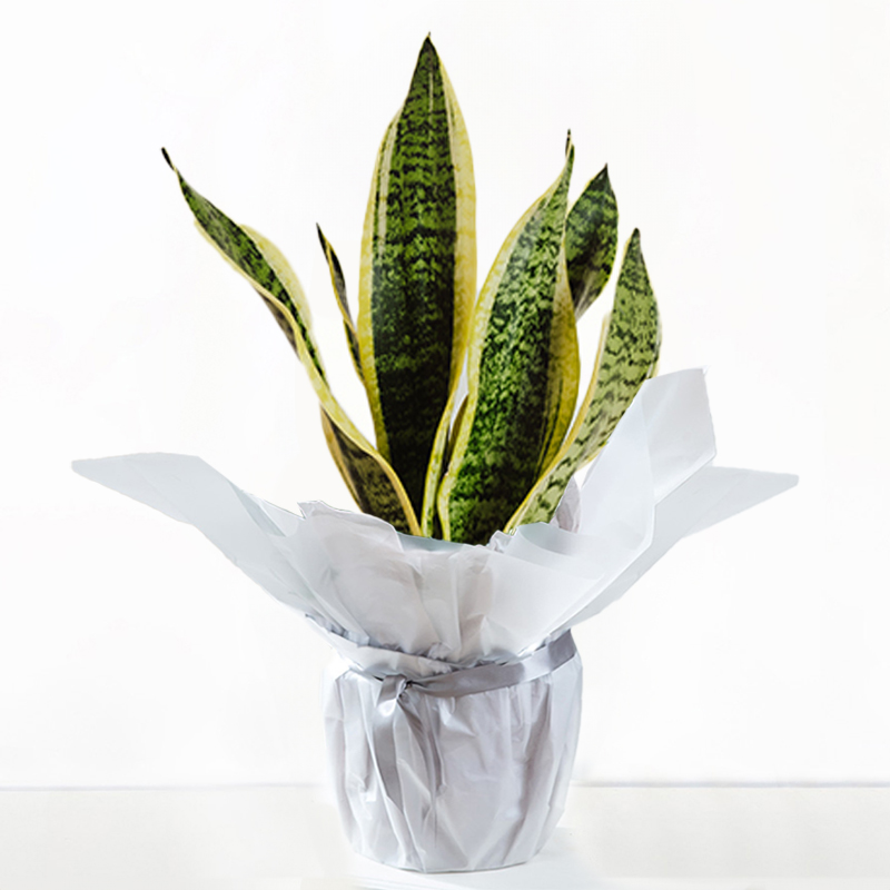 Gift Wrapped Snake Plant image